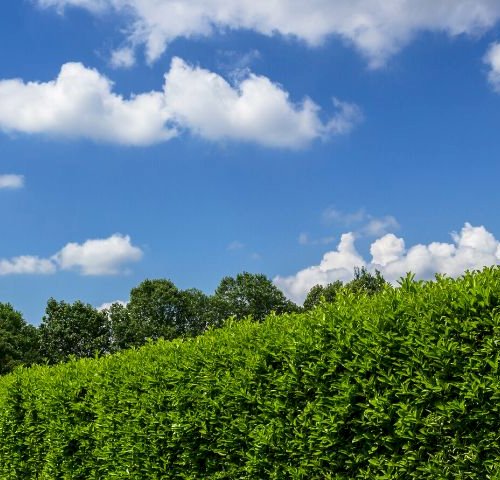 Nybyggerpodcast episode 1